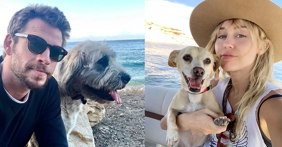 Miley Cyrus And Liam Hemsworth’s Divorce: Who Will Get Custody Of Their 13 Pets?