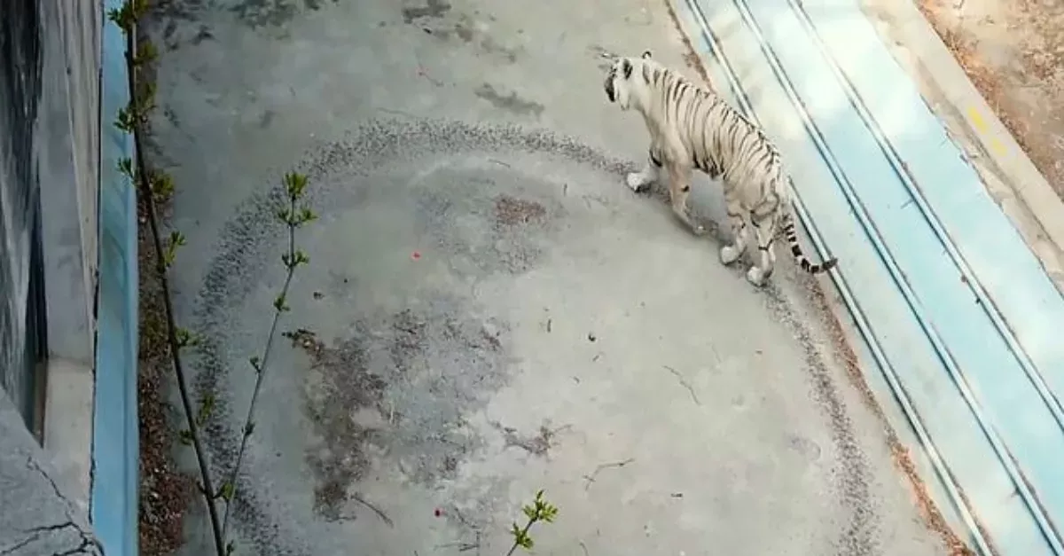 A depressed animal.