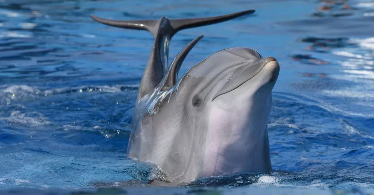 Dolphin