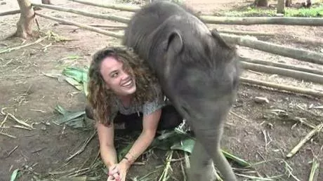 elephant