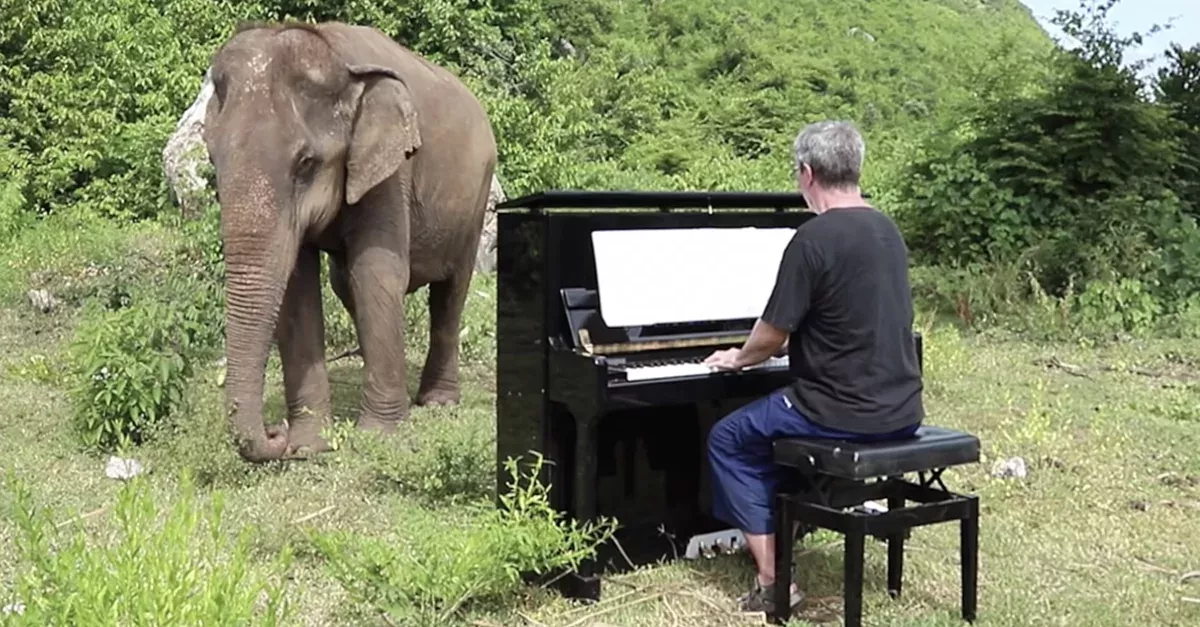Elephant