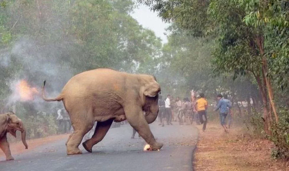 Elephants