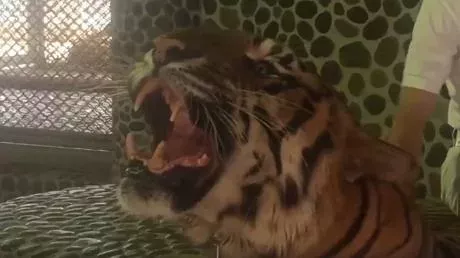 The Internet is outraged by the treatment a tiger in Thailand is subject to, all for the sake of tourist photos.