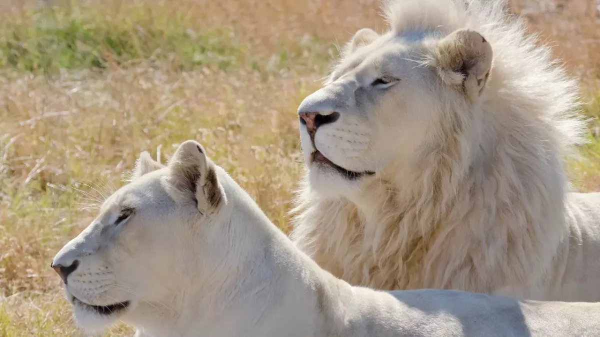 Liger babies