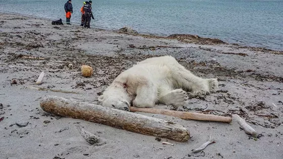 Polar bear killed in Norway