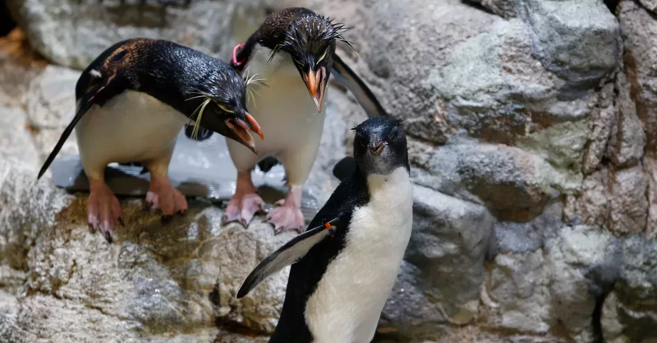 Rockhopper Penguins