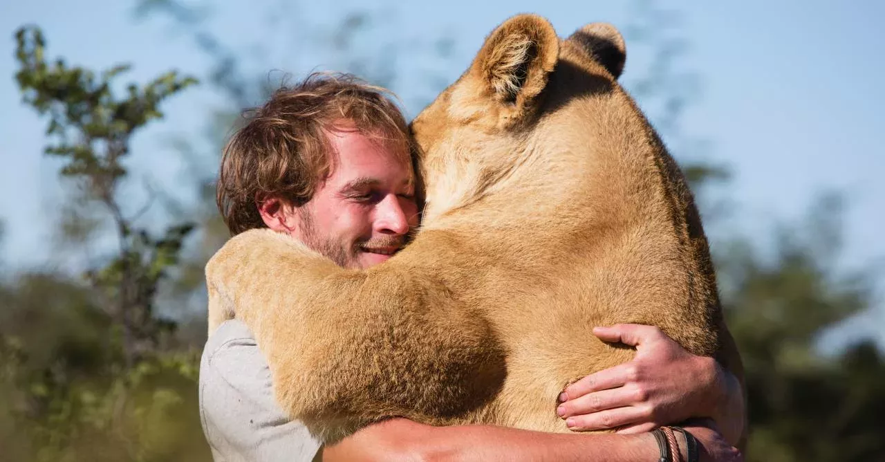 Sirga the lioness