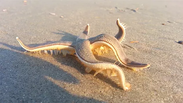 Starfish