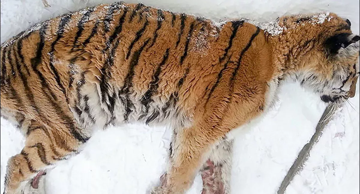 Tiger