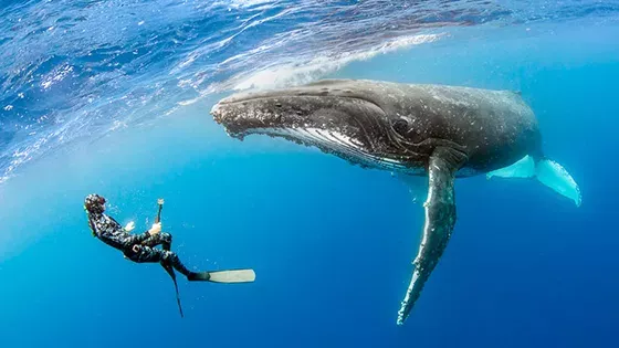 whale