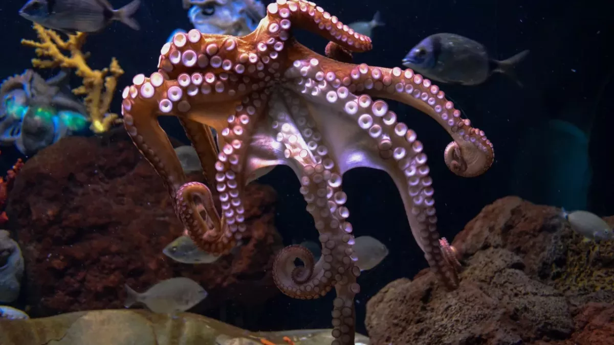 diving sea ocean creature fish octopus venomous