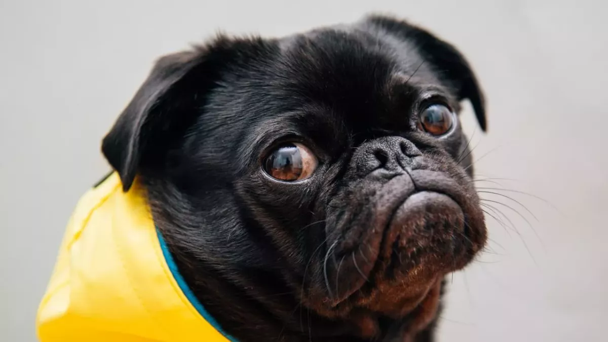 Dog who shows his excitement in a dope way is looking for a new home