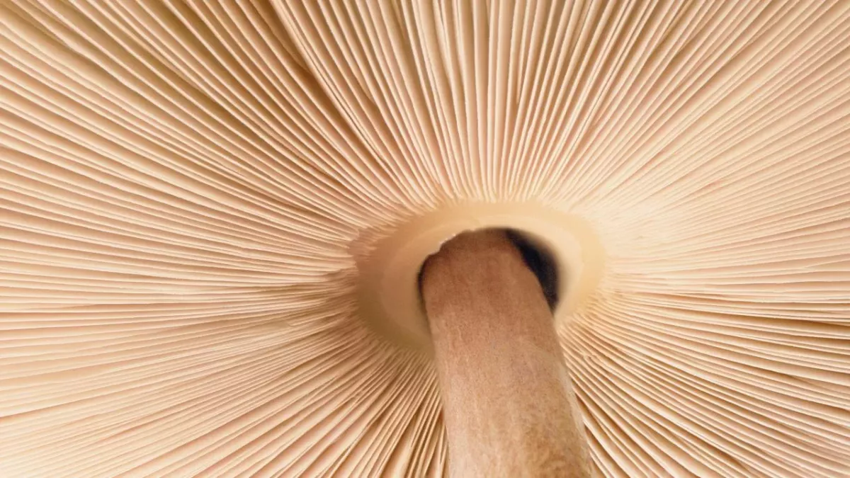 5 Must-Have Mushrooms You Need In Your Skincare Routine