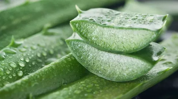 Aloe