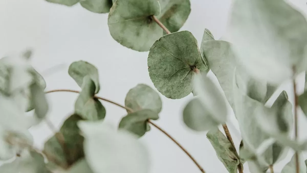 Eucalyptus