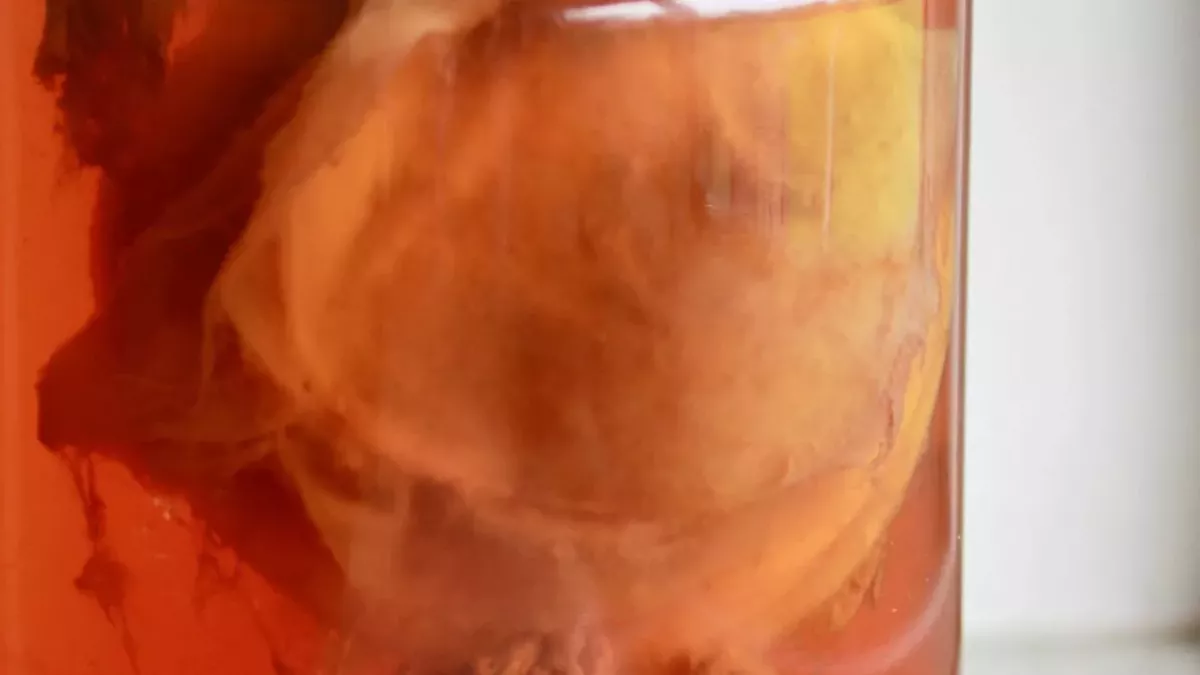 Kombucha SCOBI