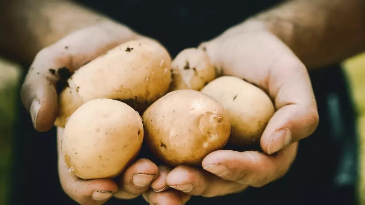 Potato allergy, what its symptoms are and how it is triggered