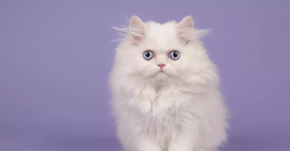 Adopting A White Cat