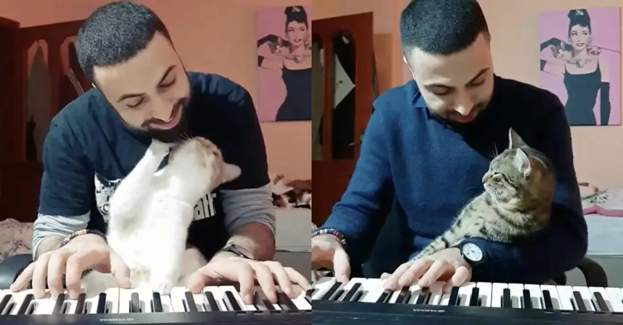 Adorable: This Pianist Saves Cats And Soothes Them With Music