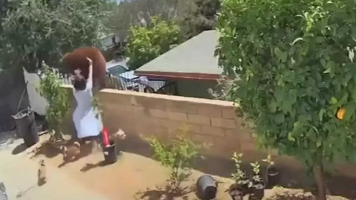 Bear attack