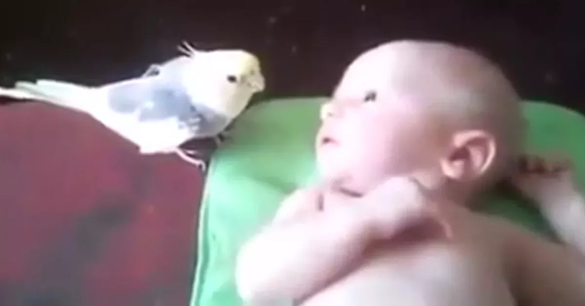 Bird sings to baby