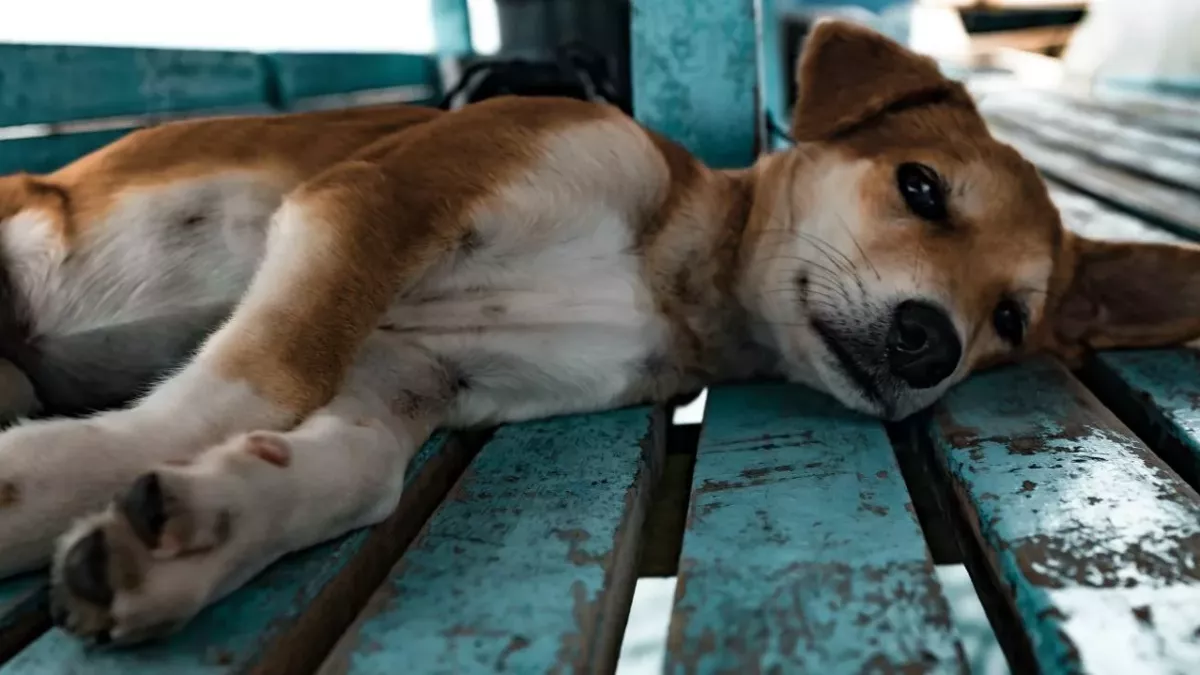 Blind dog needs a loving home after starving to death on the streets