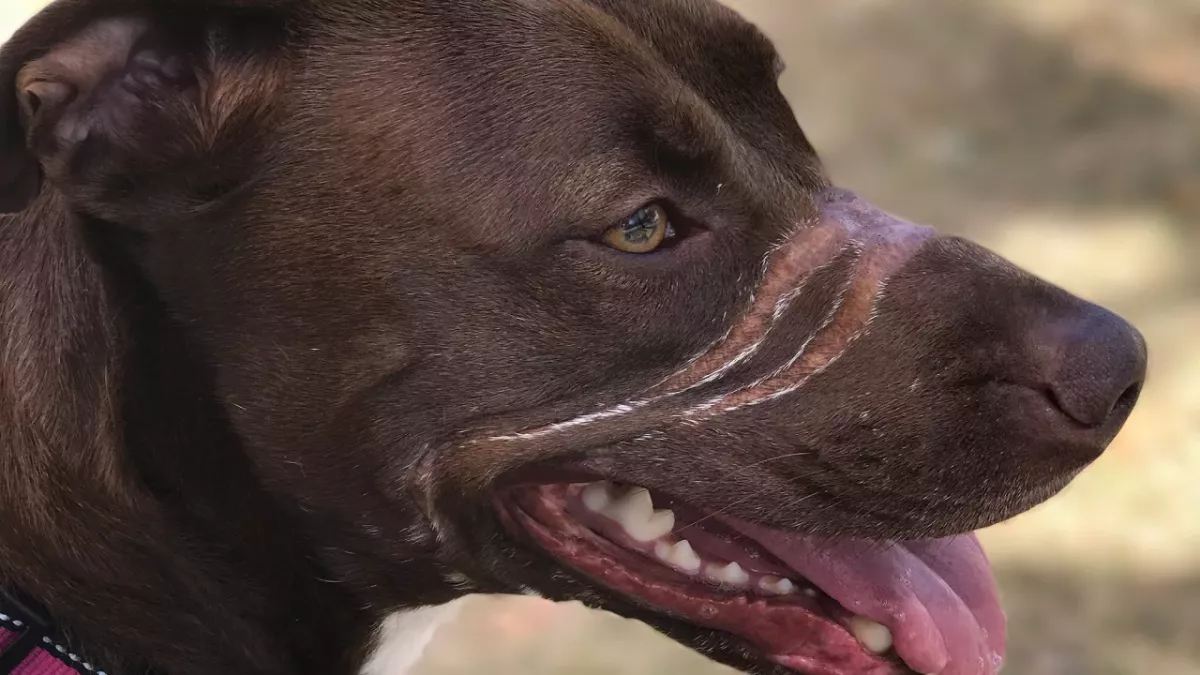 Caitlyn the dog