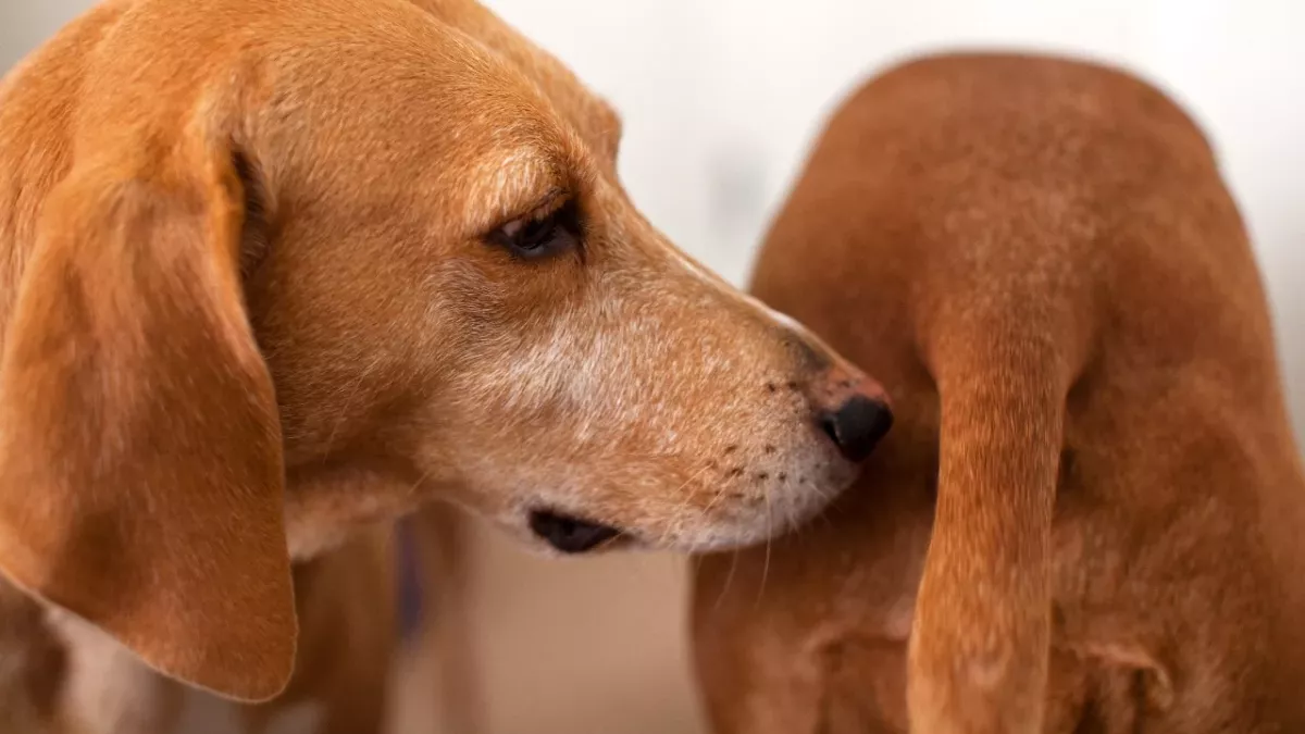Cancer in dogs: These common activities of male dogs puts them at risk of rare cancer