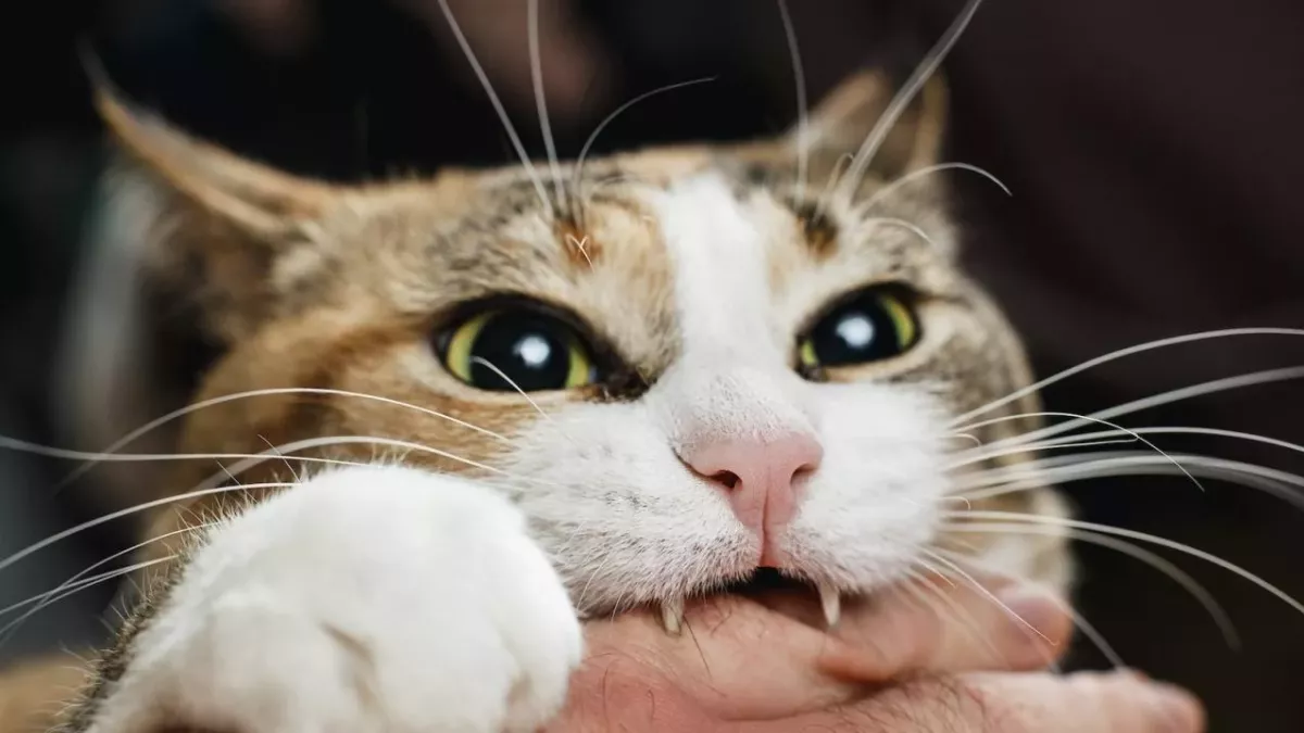 Cat biting