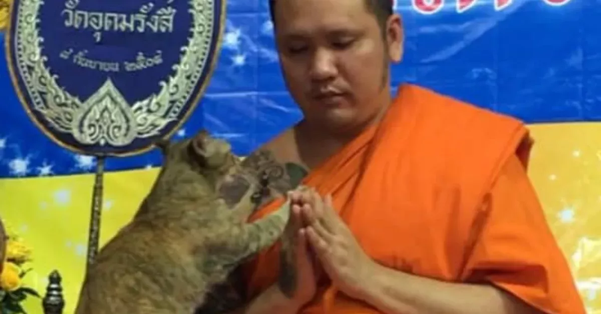 This Cat interrupt A Buddhist Monk During A Prayer, His Reaction Is Adorable