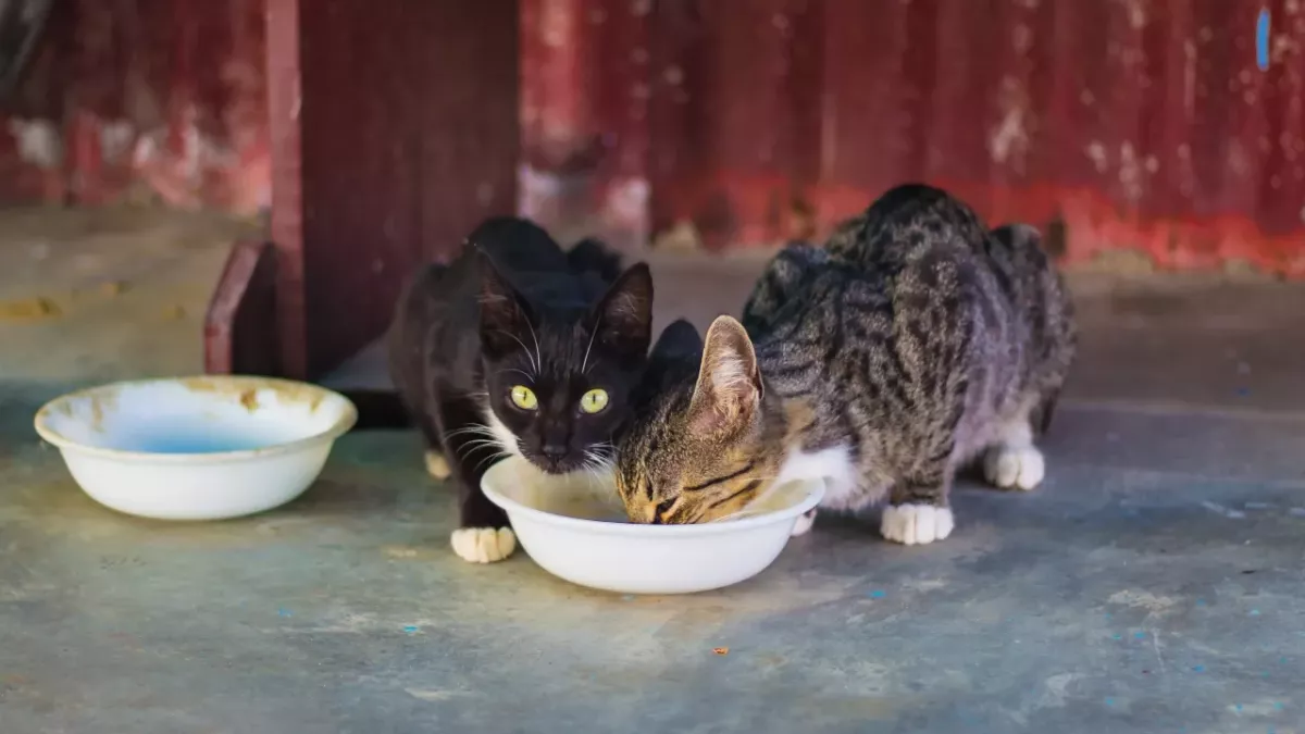 Cats love milk; but here is why you shouldn't give it to them