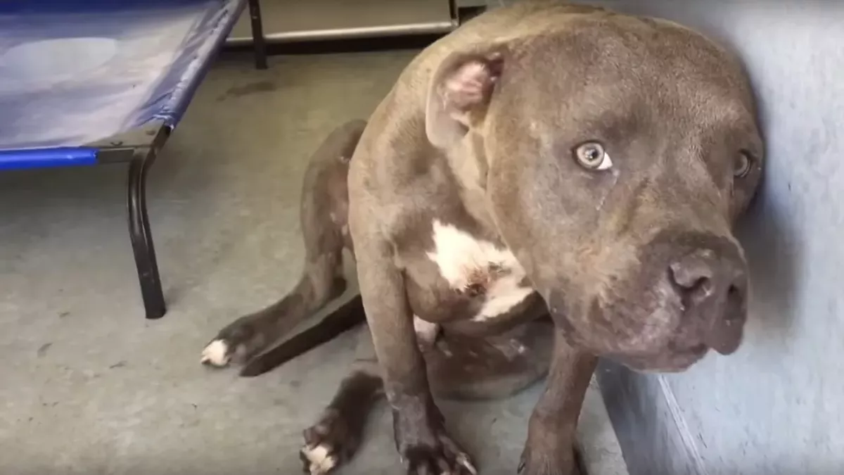 Cruz the pitbull