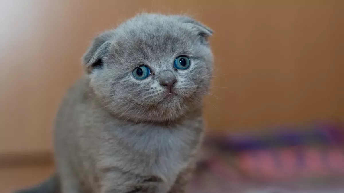 Do cats fart? And if they do, why can’t we hear it?