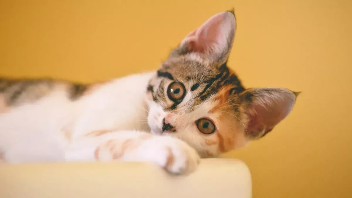 Do cats know their names? Here is how to find out 