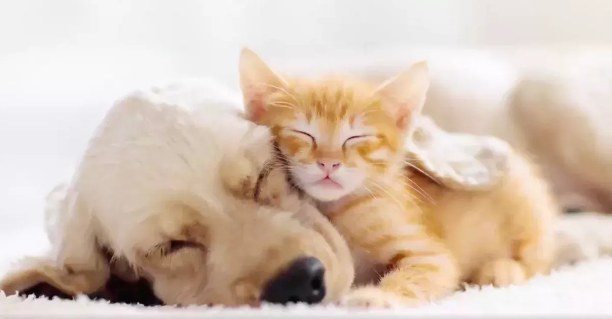 Dog and cat 