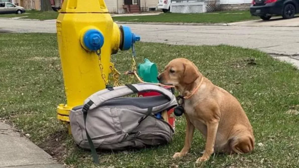 Dog found abandoned on the street with this heartbreaking note