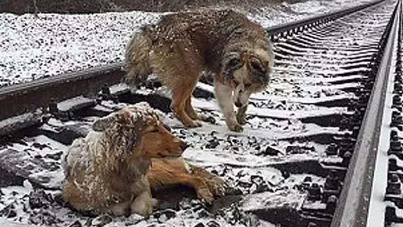 Dog siblings