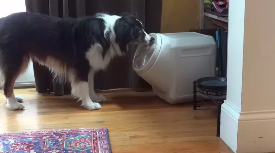 Dog