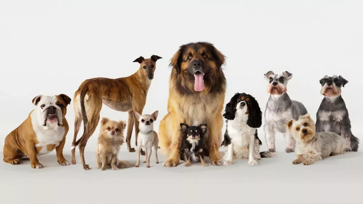 Dogs