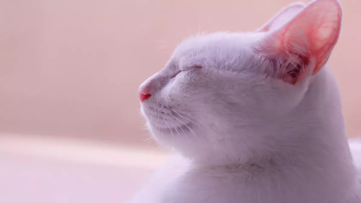 Don’t ignore these cat ear positions