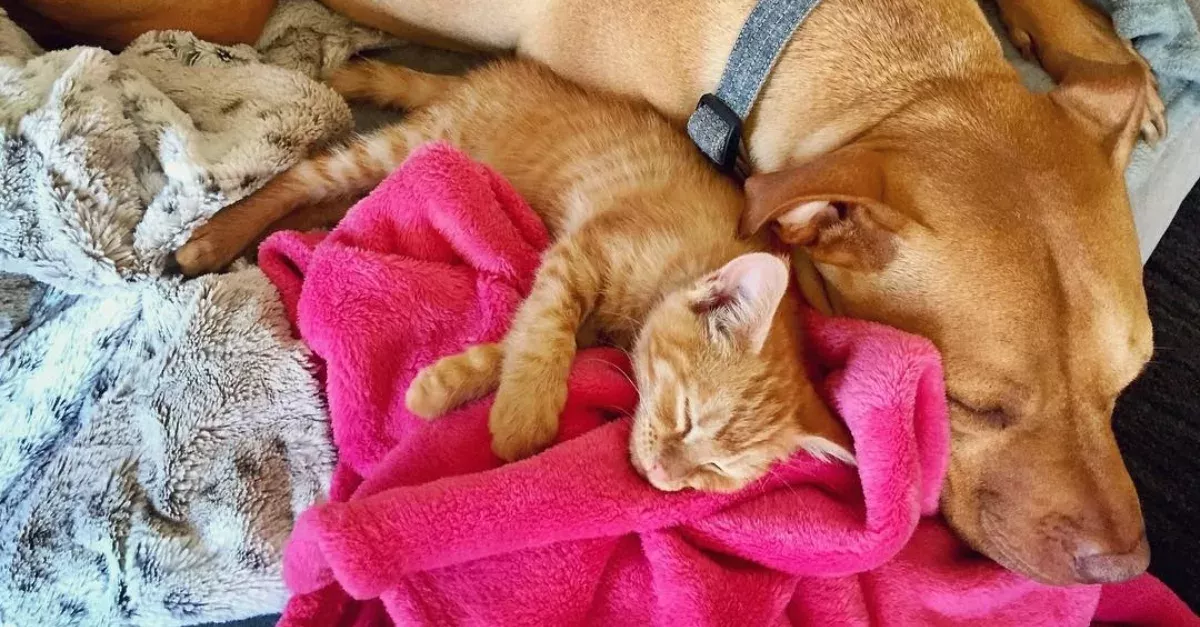 Friendship Dog Cat 