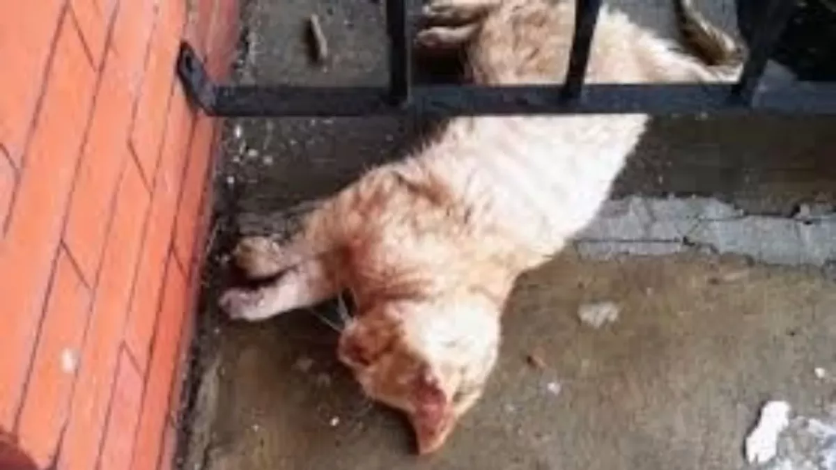 A frozen cat on a porch