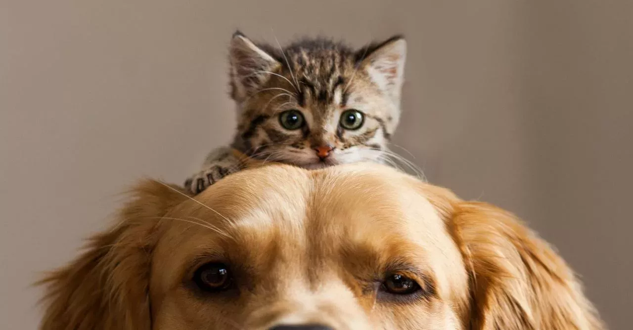 A furry fried for your furry friend.