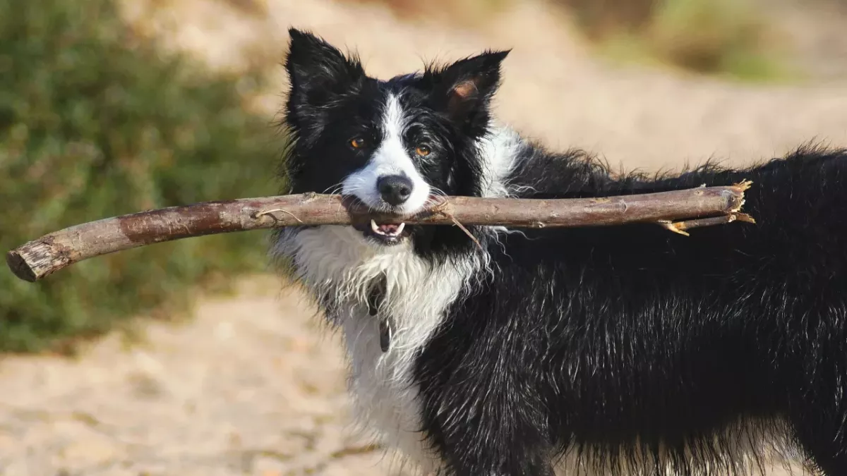 This gorgeous Collie who may lose an eye spent ages in the shelter and is longing for a loving home 