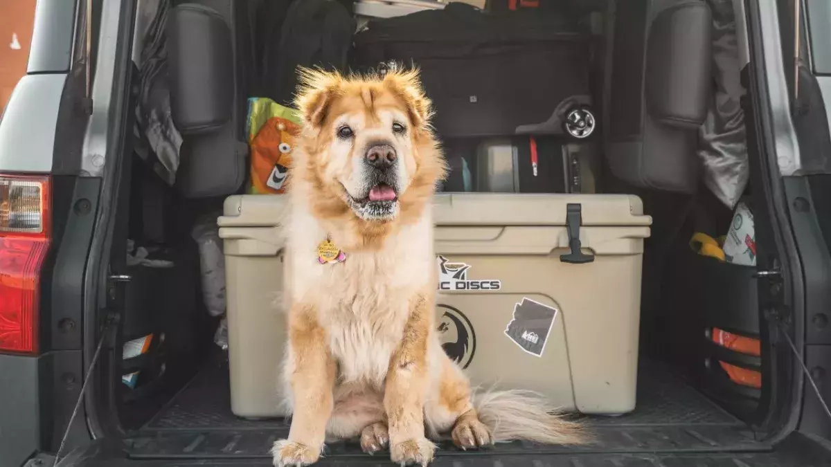 Heading on a road trip with your dog? Keep your pet safe and comfy with these 5 tips