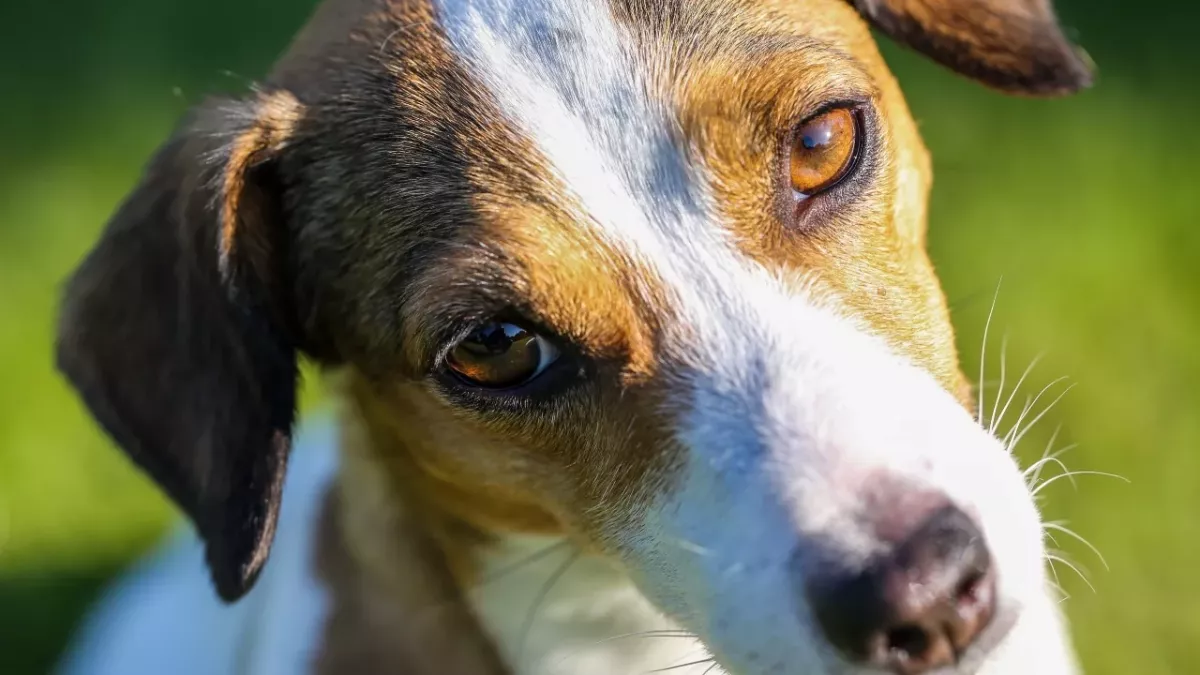 Heartbreak as a dog was discarded in a pillowcase together with 'soiled nappies'