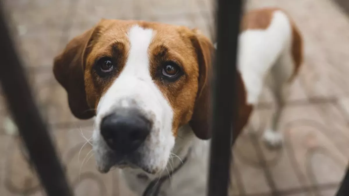This heartbroken dog who suffered ‘domestic abuse’ still can't find a place to call home 