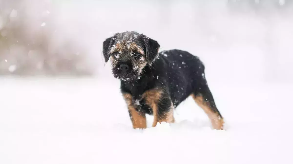 How cold is 'too cold' to be walking your dog this winter?