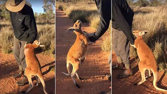 Kangaroo