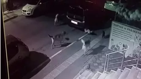 This kitten confronted a pack of dogs.